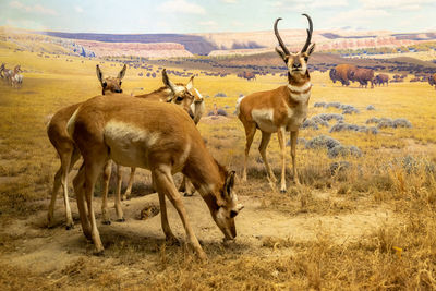 Deer standing in a field