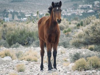 Mustang colt