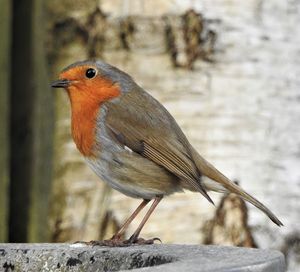 Close-up of bird perching on wood