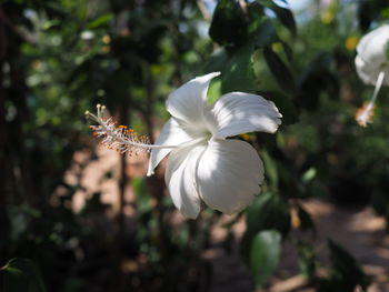 Close-up of white flowering plant