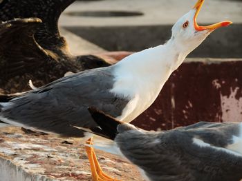 Close-up of bird perching outdoors