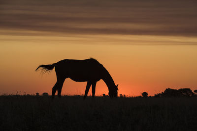 Silhouette horses on field against sky during sunset