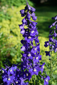 Close-up of purple lavender flowers
