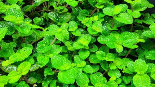 Full frame shot of green leaves