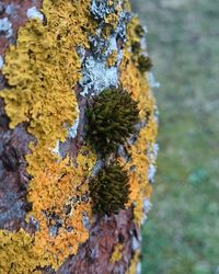 Close-up of lichen on tree