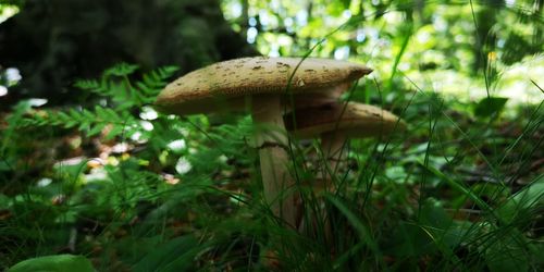 Close-up of mushroom growing on field