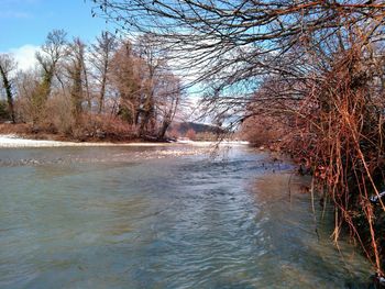 River amidst bare trees against sky