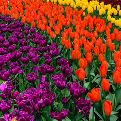 Full frame shot of purple tulips