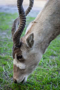 Close-up of a horse on field