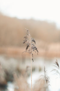 Close-up of dry plant on land against sky