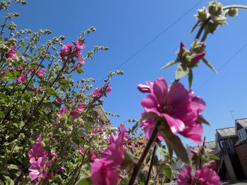 Low angle view of pink flowering plant against clear sky