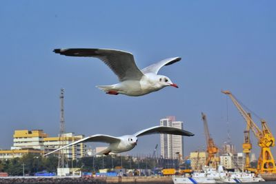 Seagulls flying in the sky