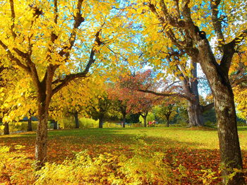 Trees in park