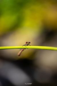 Close-up of ant on leaf