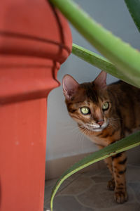 Close-up portrait of a bengal cat