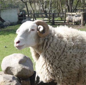 Side view of sheep at farm