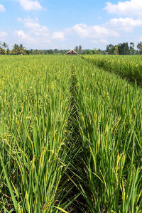 Crops growing on field against sky