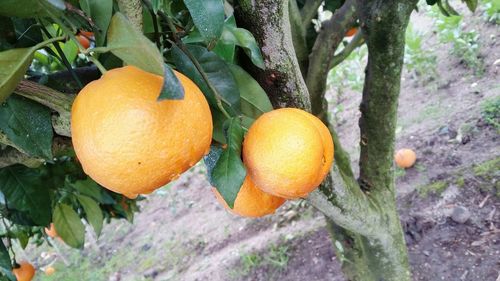 Close-up of fruits on tree