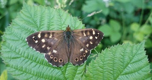 Close-up of butterfly on leaves