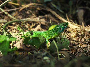 Close-up of lizard on field