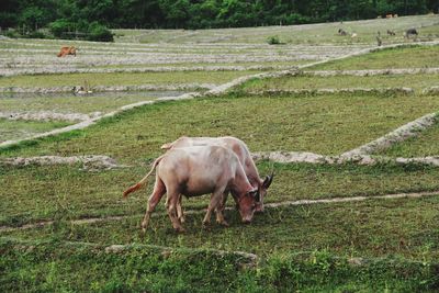 Horse grazing in field