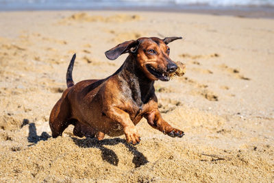 Portrait of a dog on beach