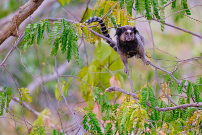 Portrait of monkey on tree