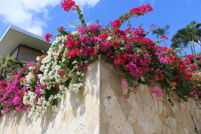 Low angle view of pink flowers blooming against sky