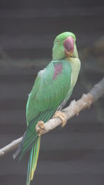 Close-up of parrot perching on branch