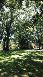 Trees in park