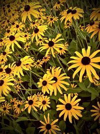 Close-up of yellow flowers