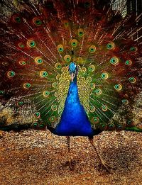 Close-up of peacock