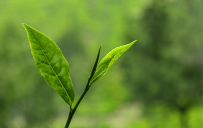 Close-up of plant