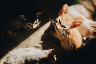 Close-up of cats relaxing