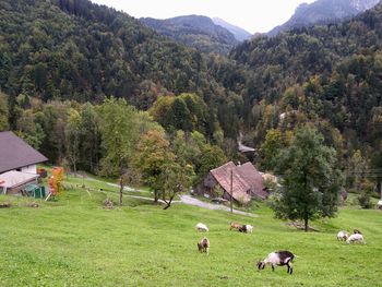 View of sheep grazing in field