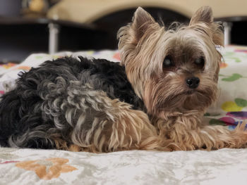 Close-up portrait of a dog at home