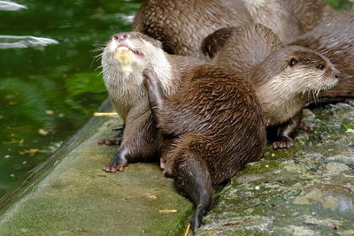 Small-clawed otter 