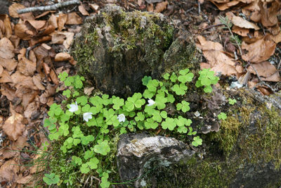 Close-up of moss growing on rock