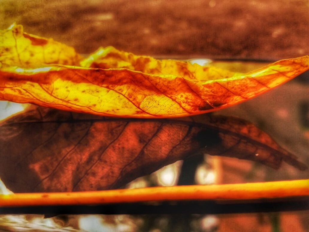 leaf, autumn, close-up, nature, orange color, change, no people, maple leaf, fragility, leaves, beauty in nature, outdoors, maple, day, water