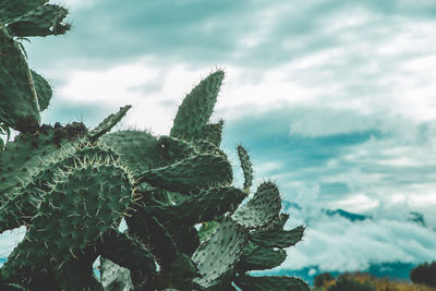 Close-up of succulent plant against sky
