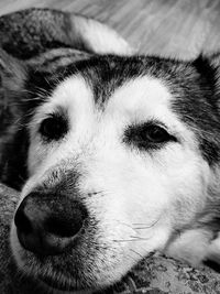 Close-up portrait of a dog