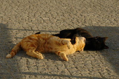 High angle view of cats lying on footpath