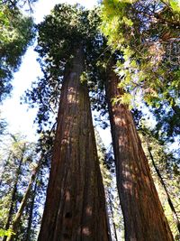 Low angle view of tree against sky