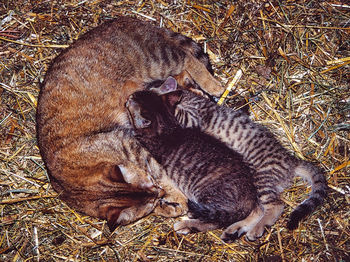 High angle view of cats on field