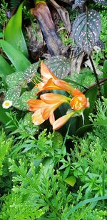 Close-up of flowering plant