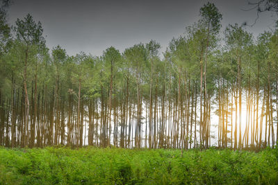 Scenic view of bamboo trees in forest
