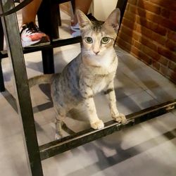 Portrait of cat sitting on floor