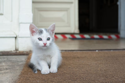 Portrait of cat sitting outdoors
