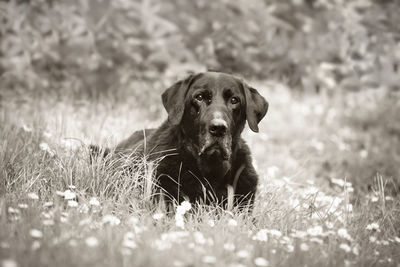Portrait of old black labrador laying in the field, black and white
