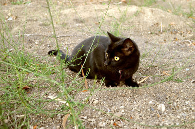 High angle view of cat on grass